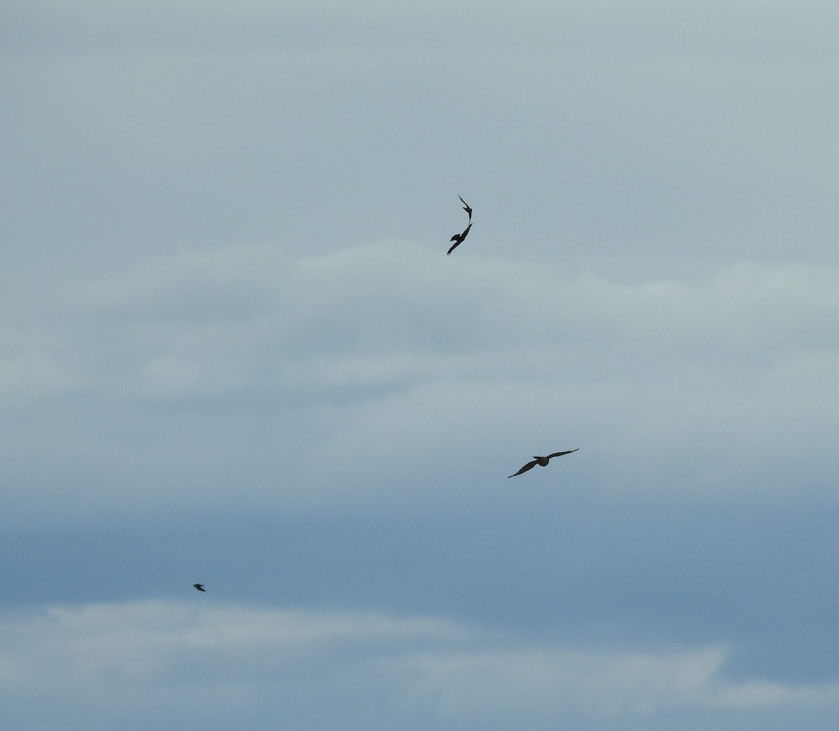 American Goshawk - ML245293641