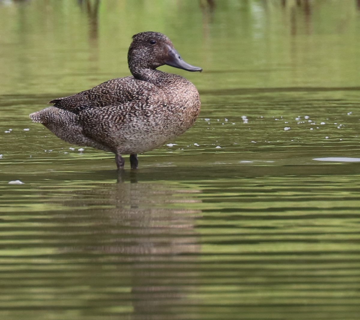 Freckled Duck - Tim Peisker