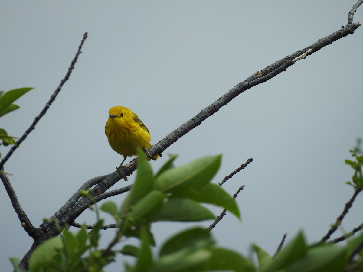 Yellow Warbler - ML245294511