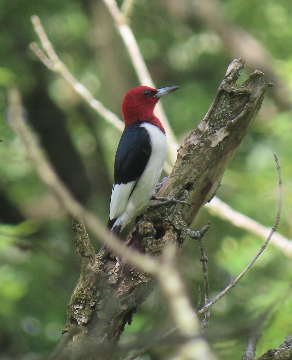Red-headed Woodpecker - ML245295421