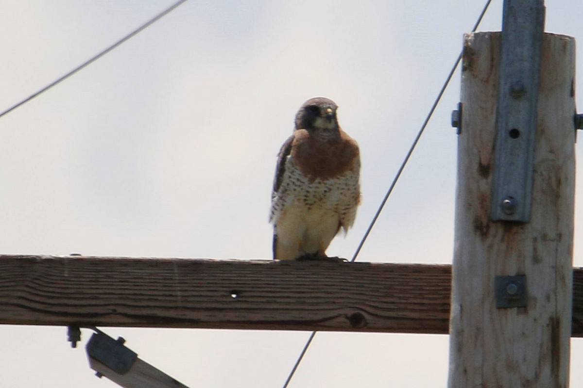 Swainson's Hawk - ML245295571