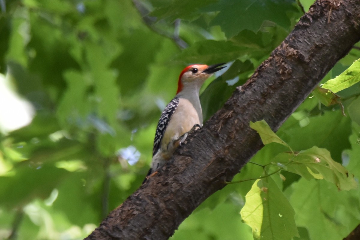 Red-bellied Woodpecker - ML245295921