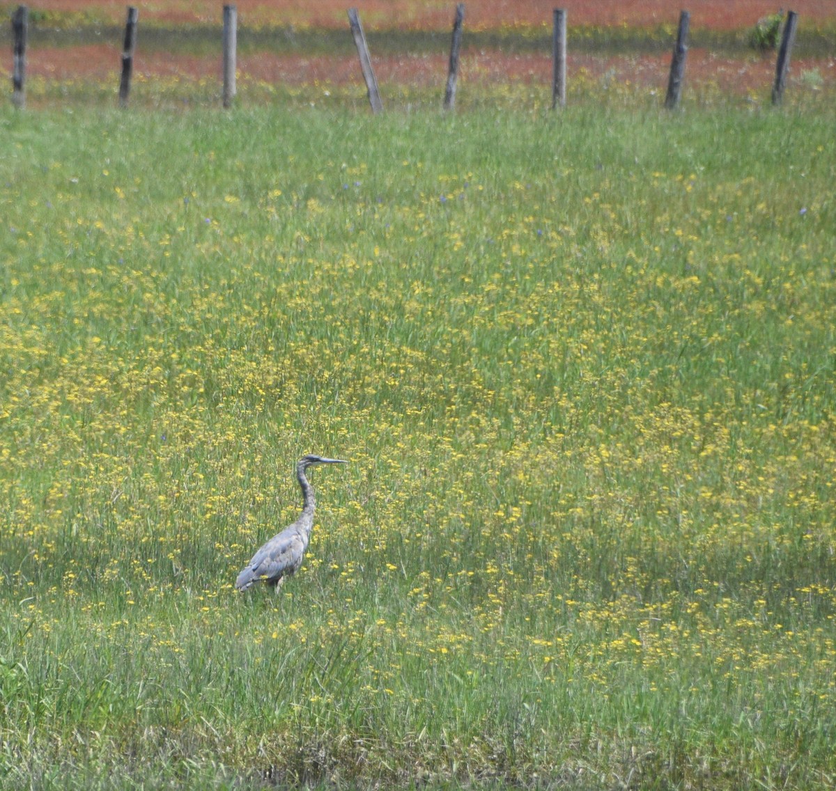 Great Blue Heron (Great Blue) - ML245296471