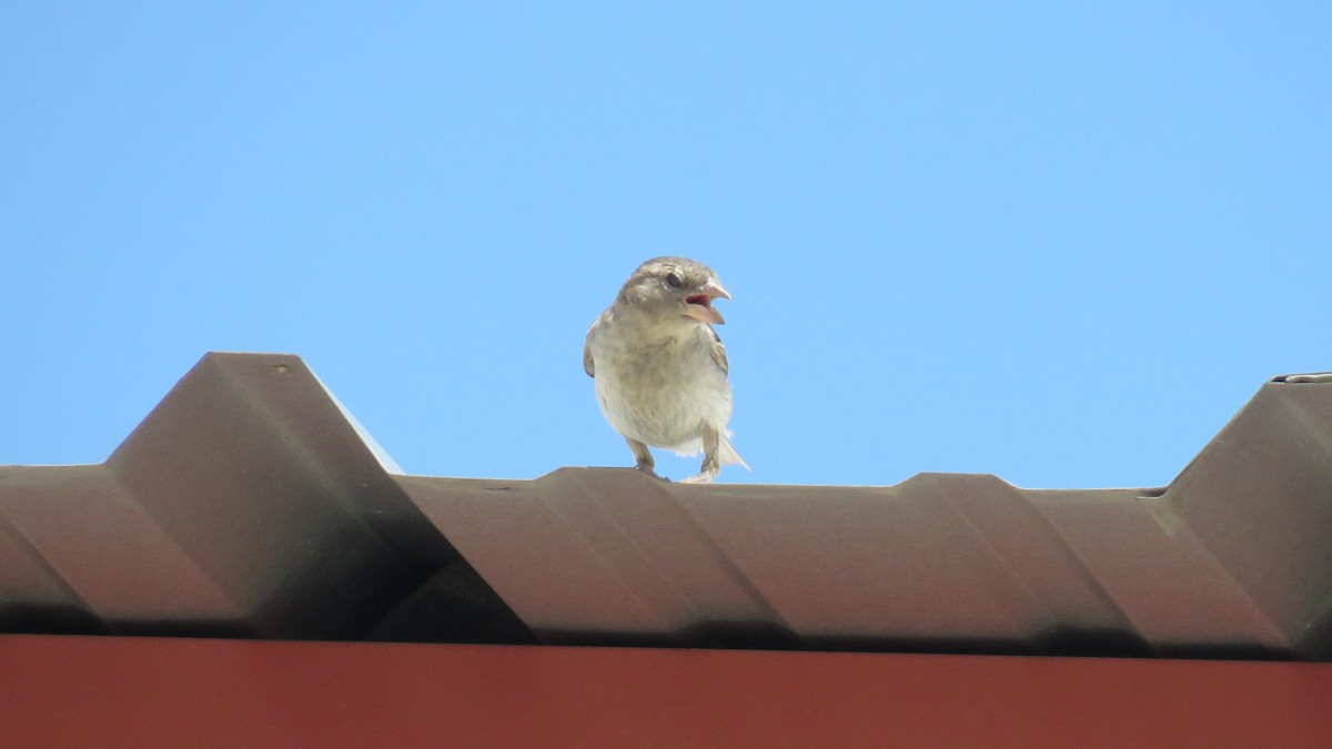 House Sparrow - ML245296481