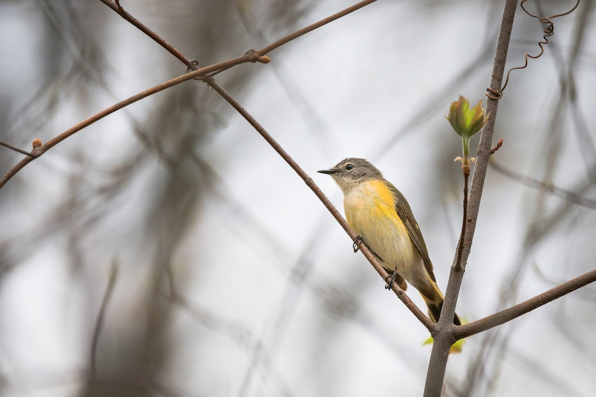 American Redstart - ML245297931