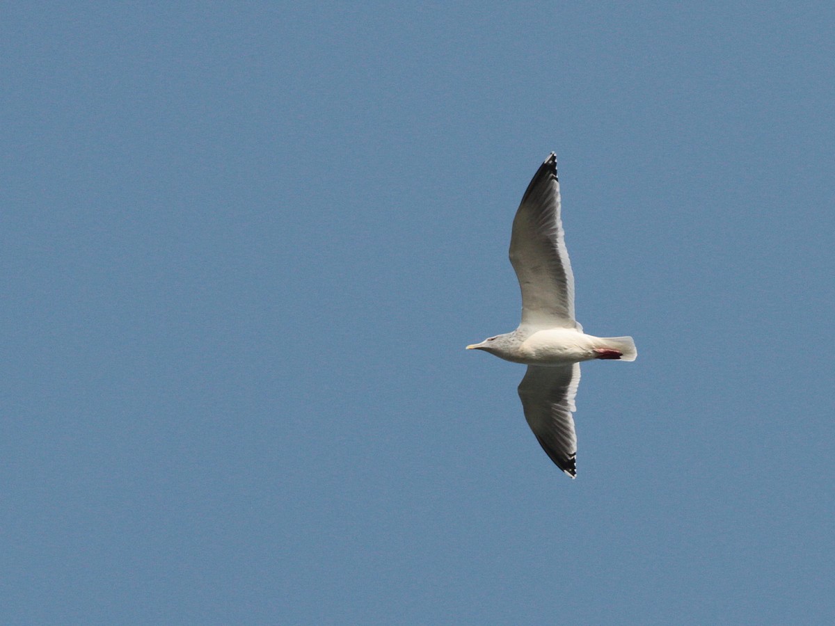 Herring Gull (Vega) - ML24529871