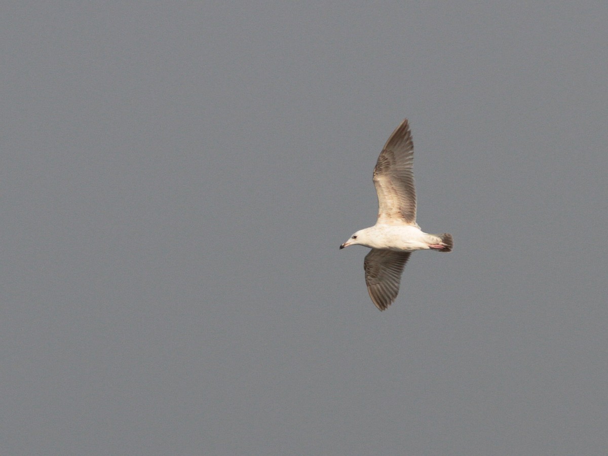 Gaviota de Kamchatka - ML24529891