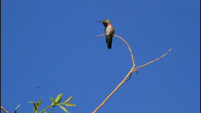 Colibrí Coliancho - ML245300821