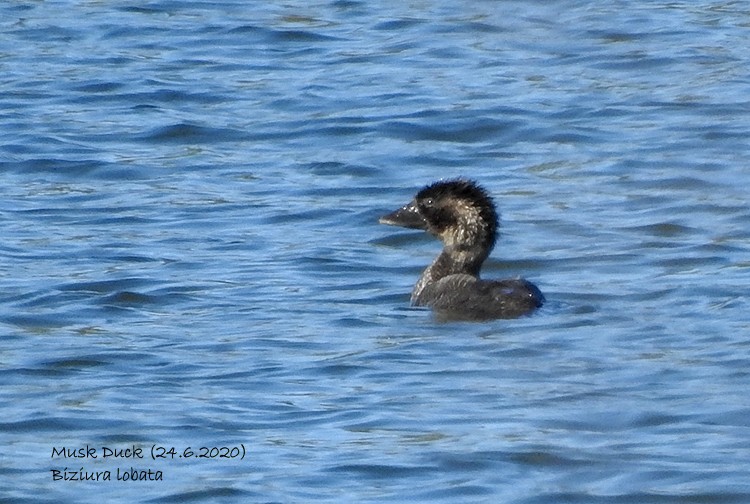 Musk Duck - ML245301641