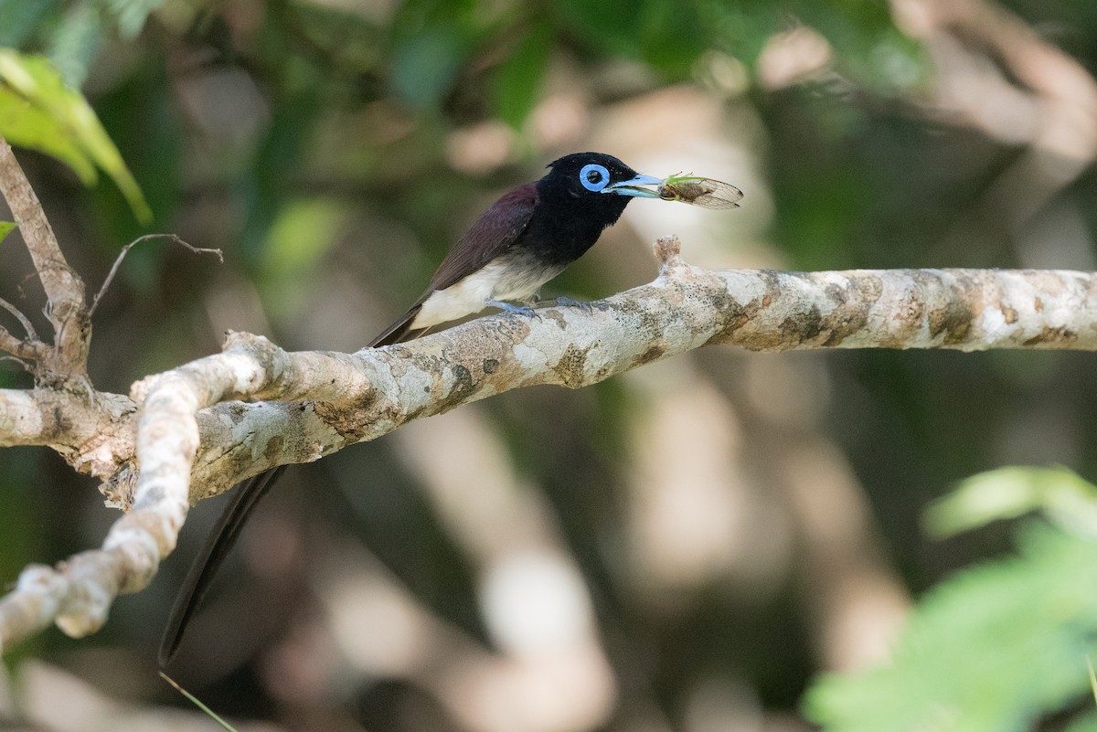 Black Paradise-Flycatcher - ML245302191