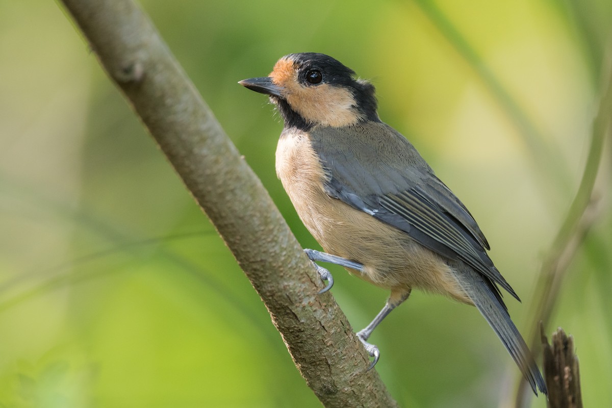 Iriomote Tit - Yann Muzika