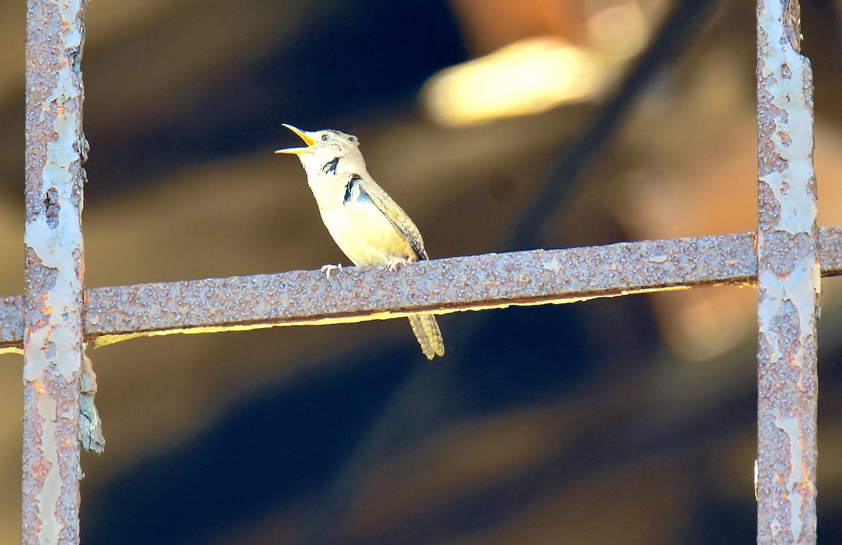 Northern House Wren - ML245302751
