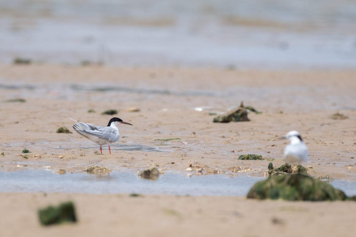 Roseate Tern - ML245303811