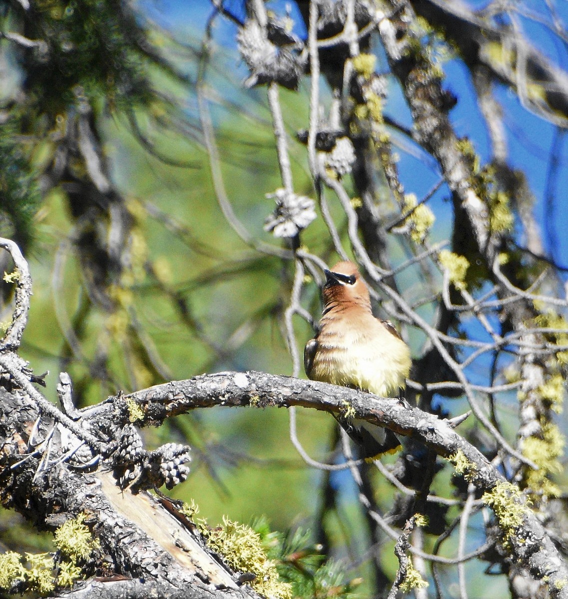 Cedar Waxwing - Gina Correa