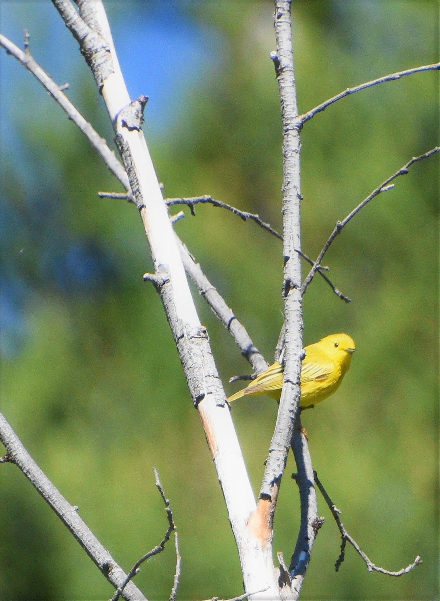 Yellow Warbler (Northern) - Gina Correa