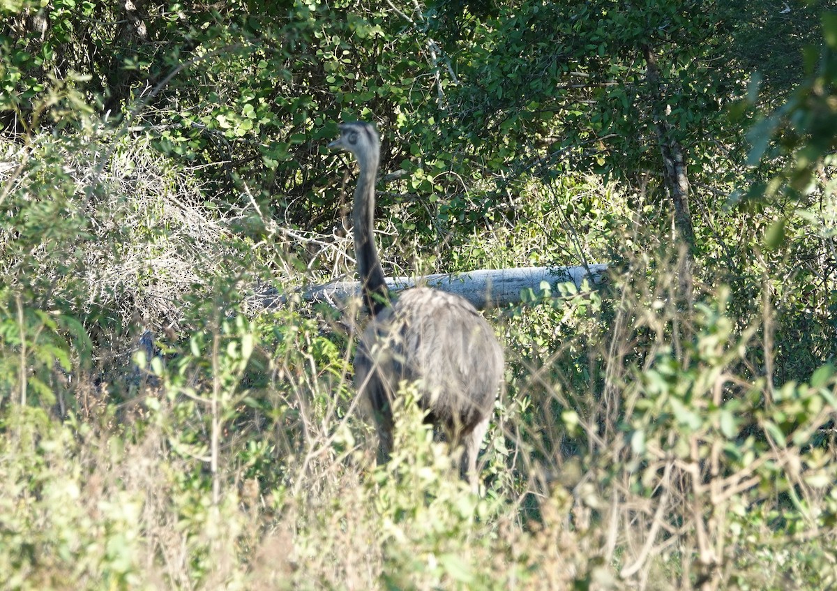 Greater Rhea - Duston Larsen