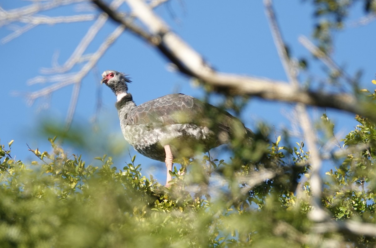 Southern Screamer - ML245306051