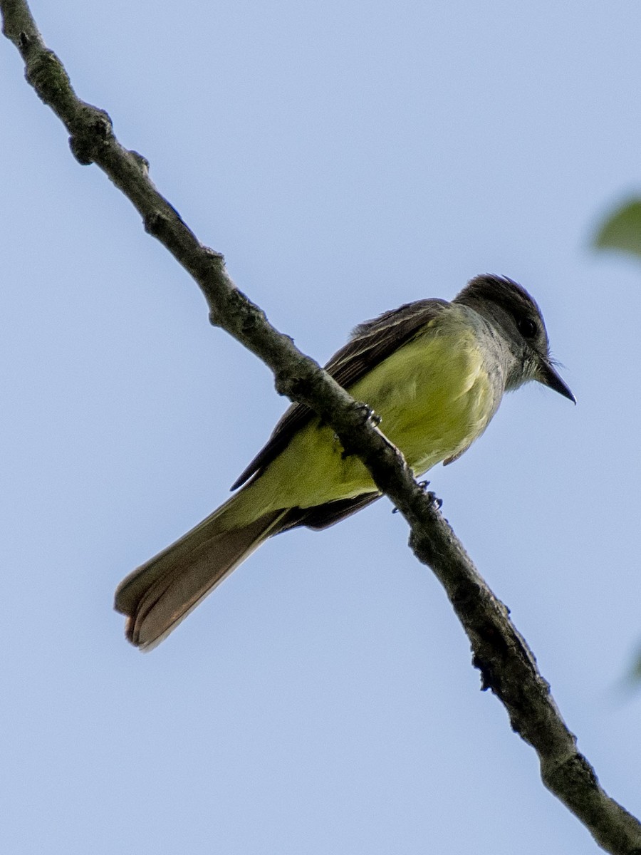 Great Crested Flycatcher - Estela Quintero-Weldon