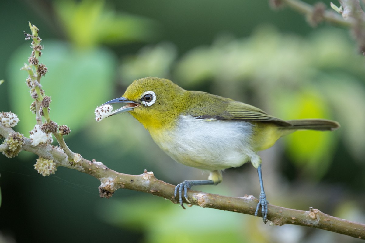 Warbling White-eye - ML245306581