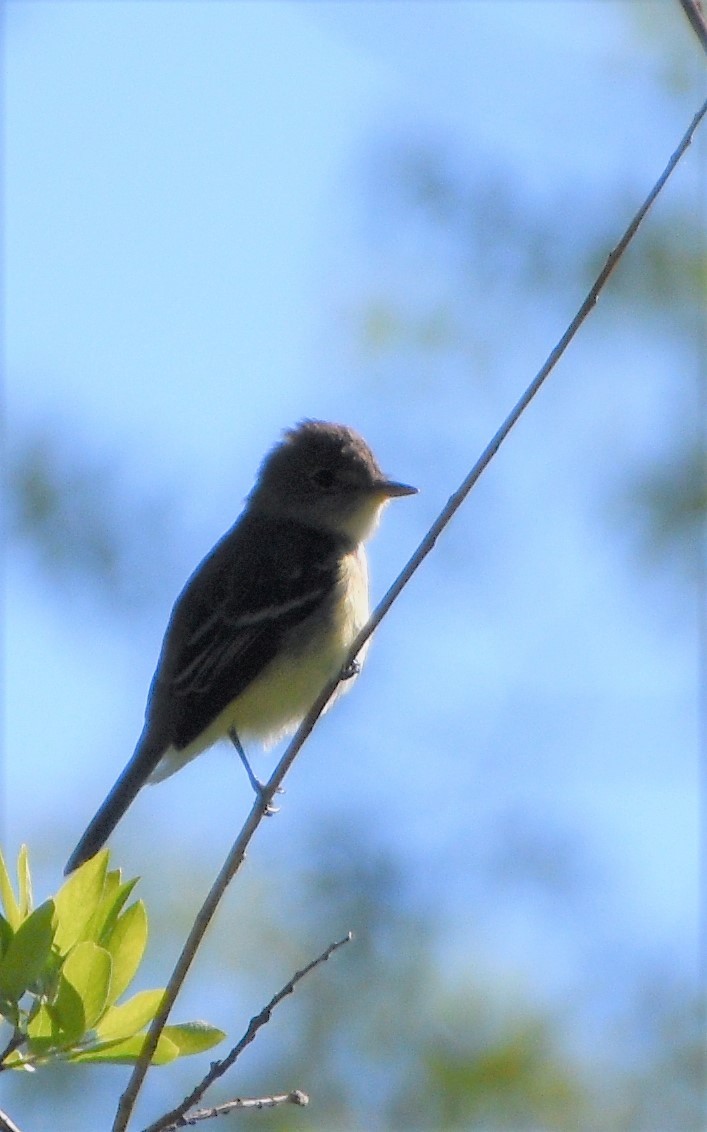 Willow Flycatcher - ML245307111