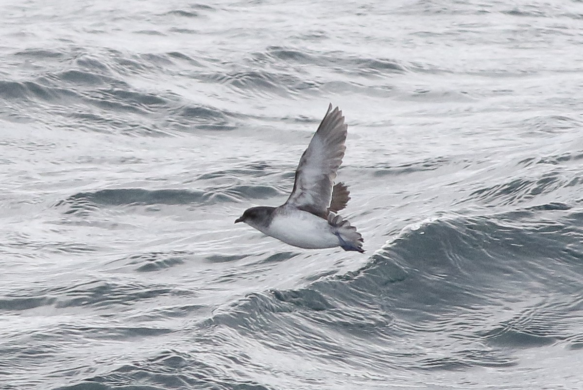 South Georgia Diving-Petrel - Michael O'Brien