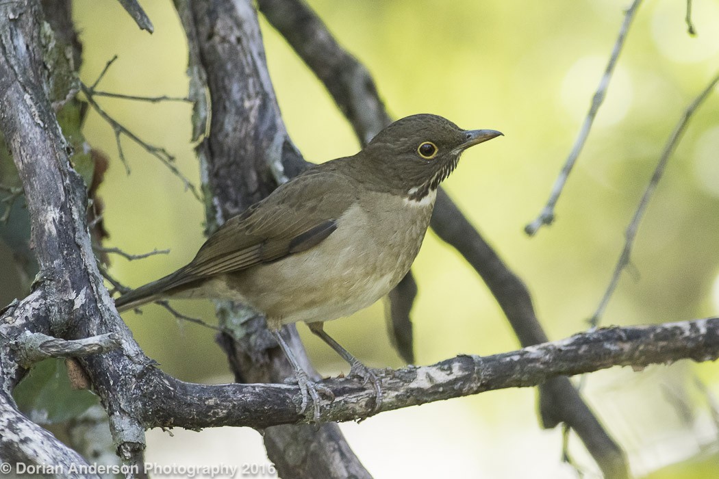 White-throated Thrush - ML24530761