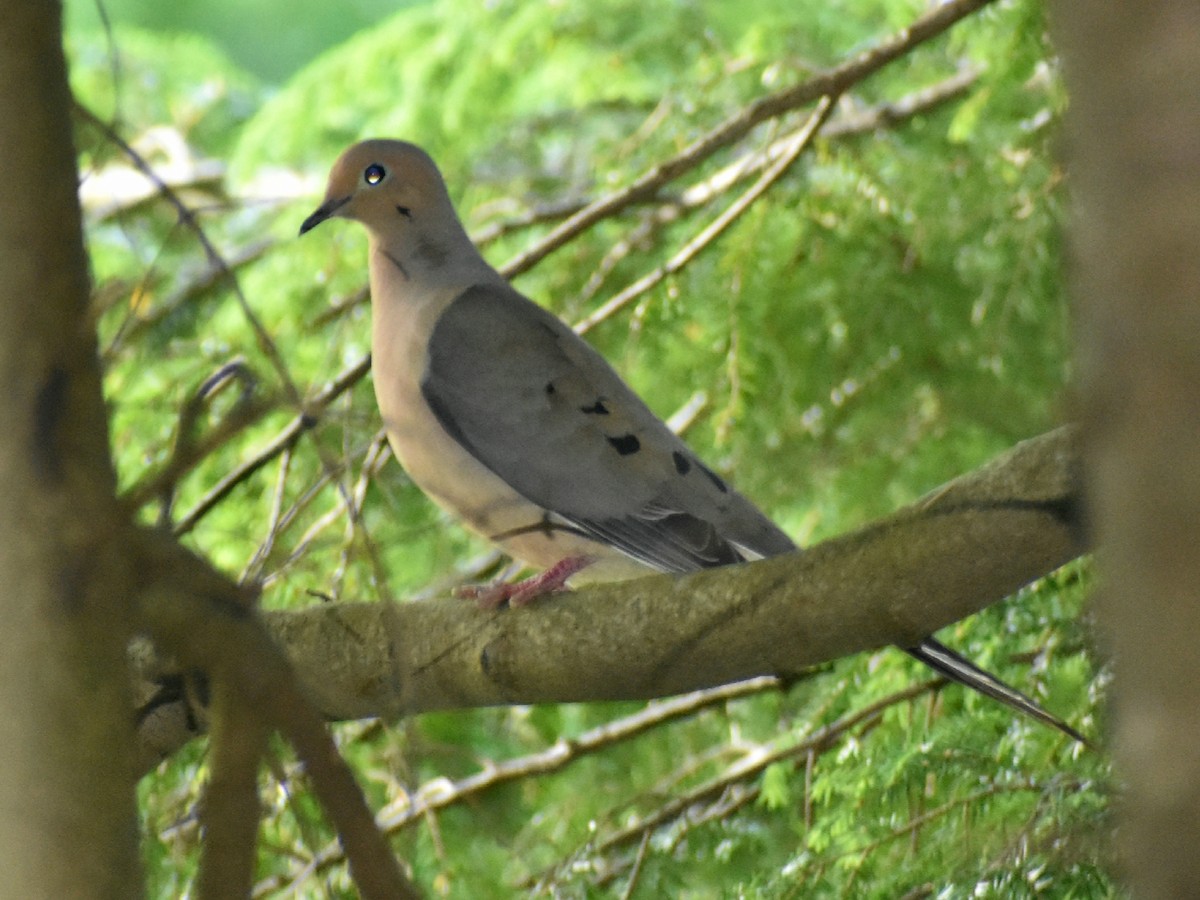 Mourning Dove - ML245307901