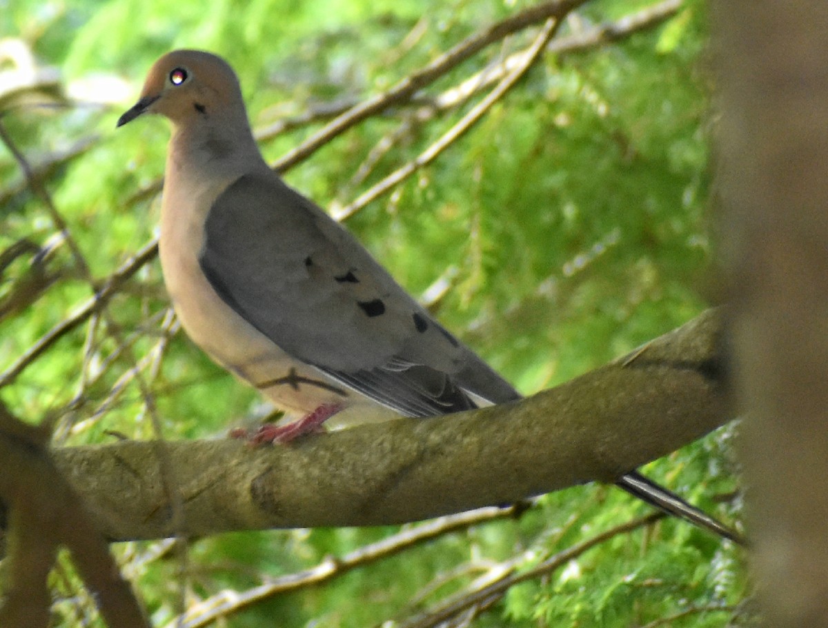 Mourning Dove - ML245307921