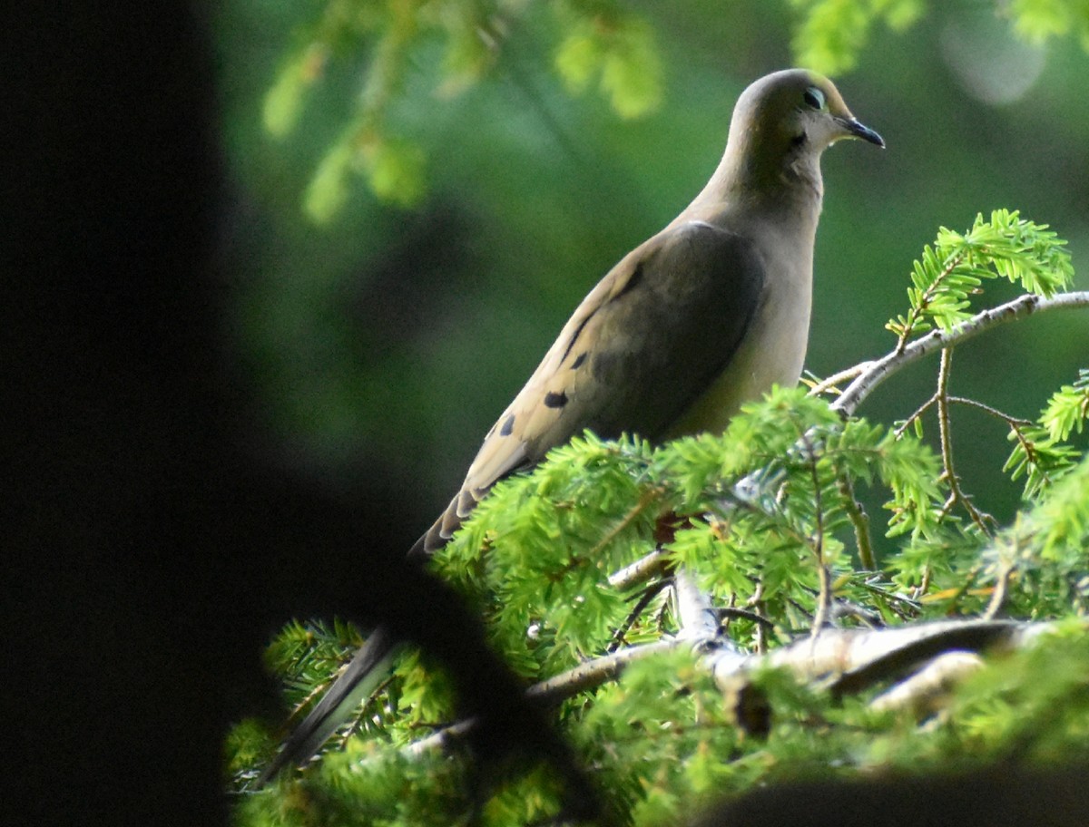 Mourning Dove - ML245307931