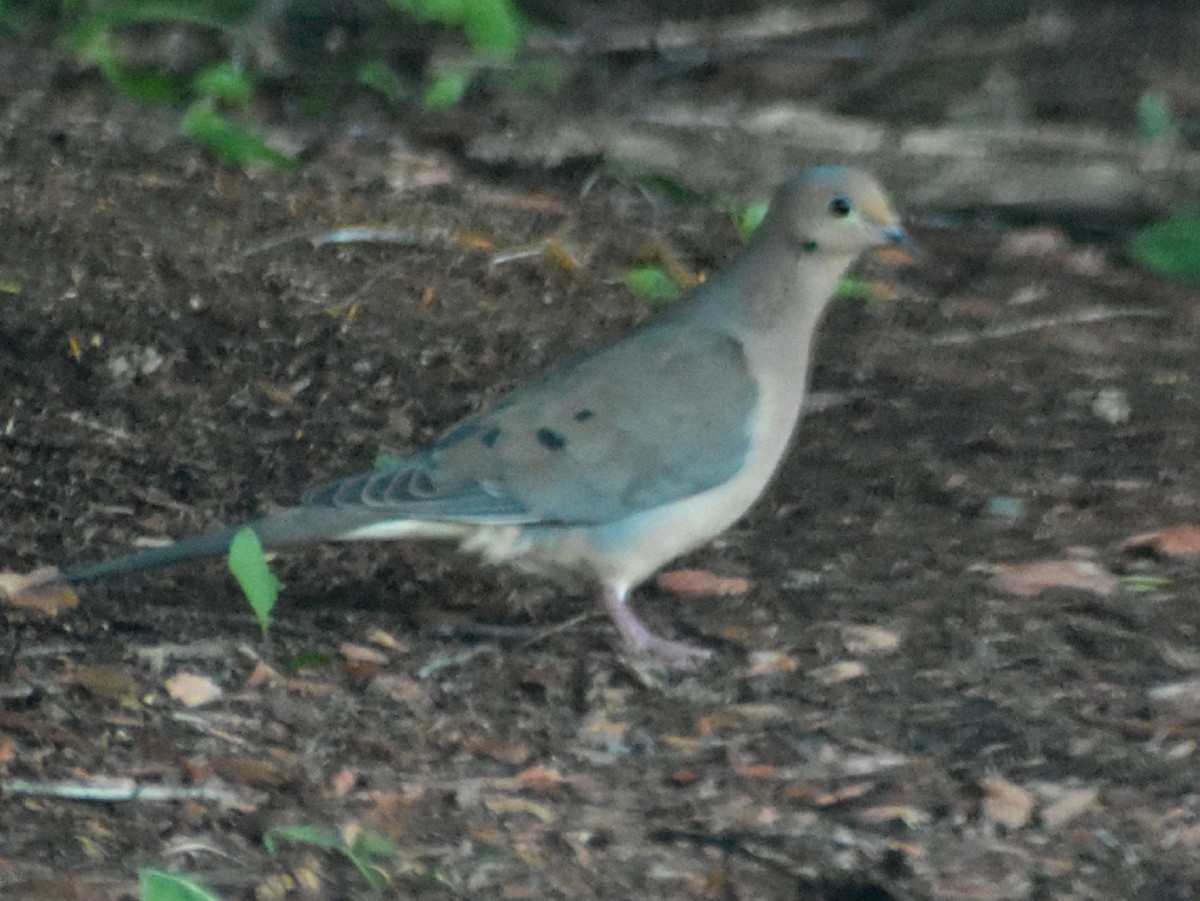 Mourning Dove - ML245307961