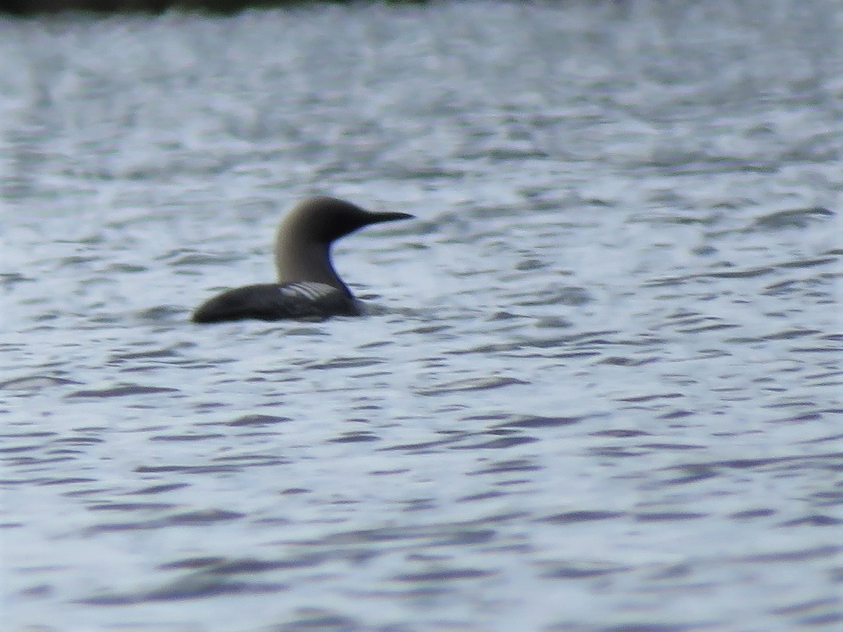 Pacific Loon - ML245308231