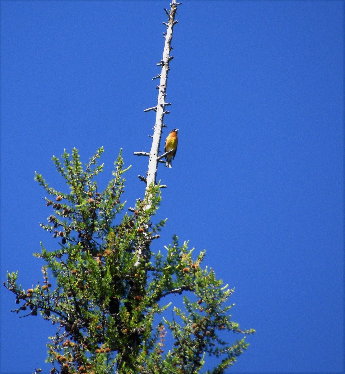 Black-headed Grosbeak - ML245308931