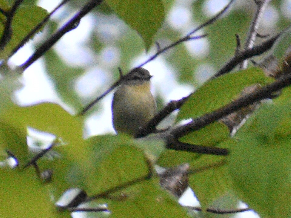 Philadelphia Vireo - ML245312421