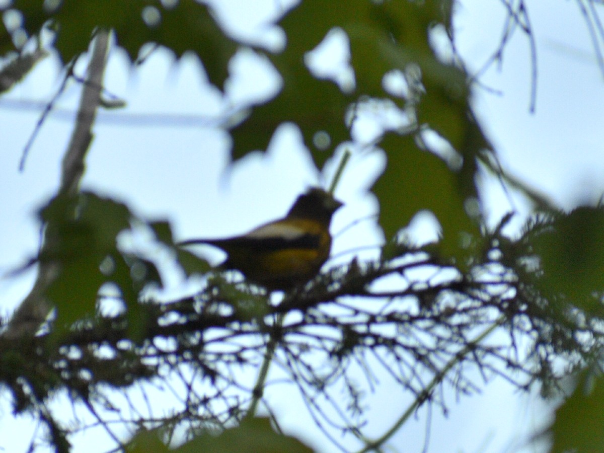 Evening Grosbeak - ML245312531