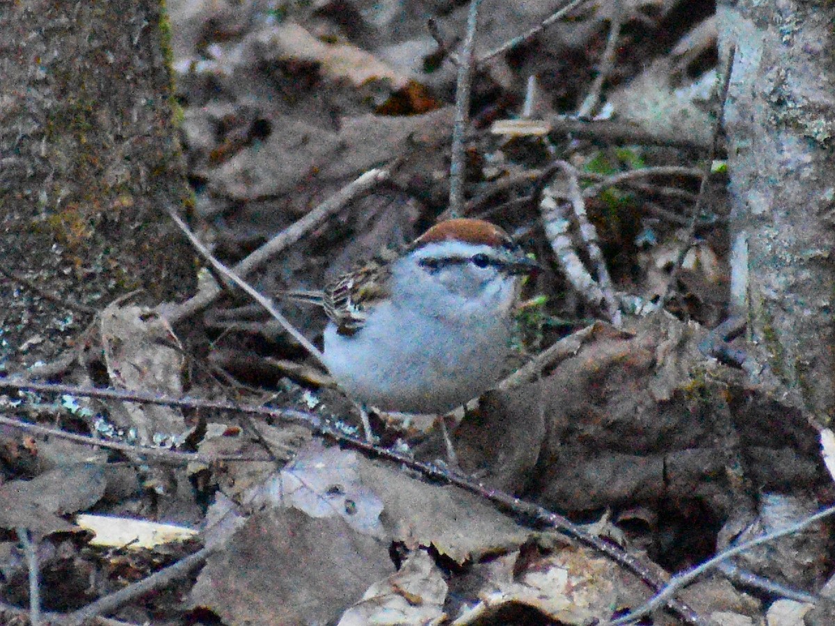 Chipping Sparrow - ML245312671