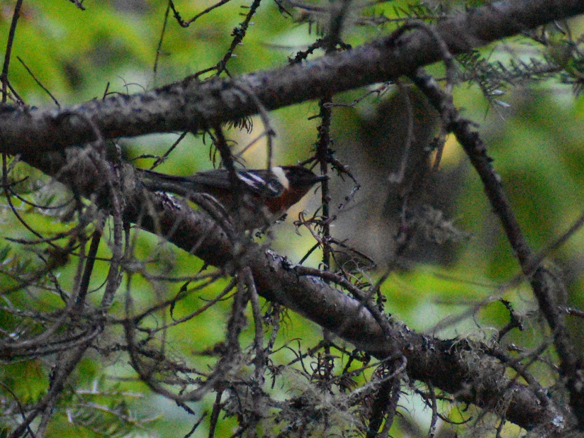 Bay-breasted Warbler - ML245312701