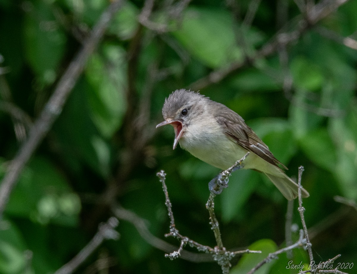 Warbling Vireo - ML245312961