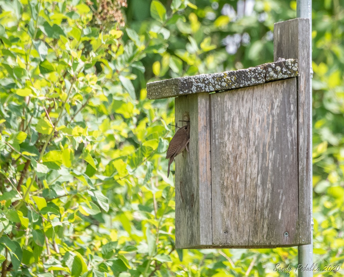 House Wren - ML245313001