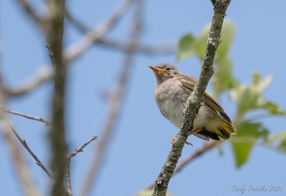 Yellow Warbler - ML245313071