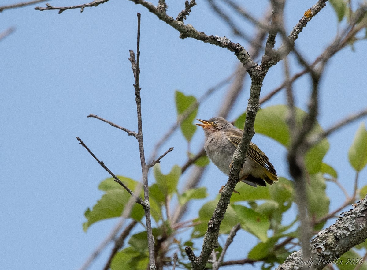 Yellow Warbler - ML245313081