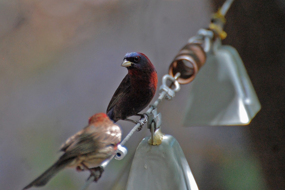 Varied Bunting - Christian Newton