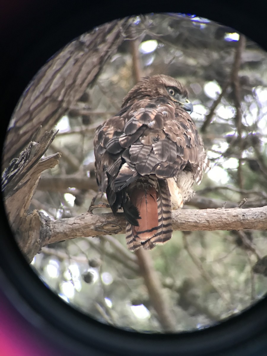 Red-tailed Hawk - ML245314421