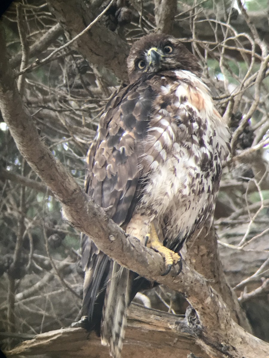 Red-tailed Hawk - ML245314431