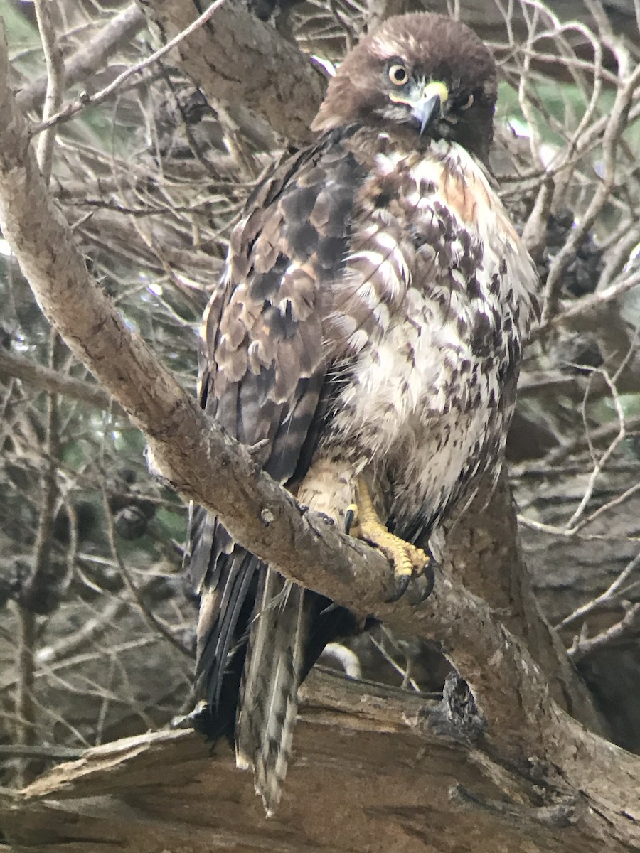 Red-tailed Hawk - ML245314441