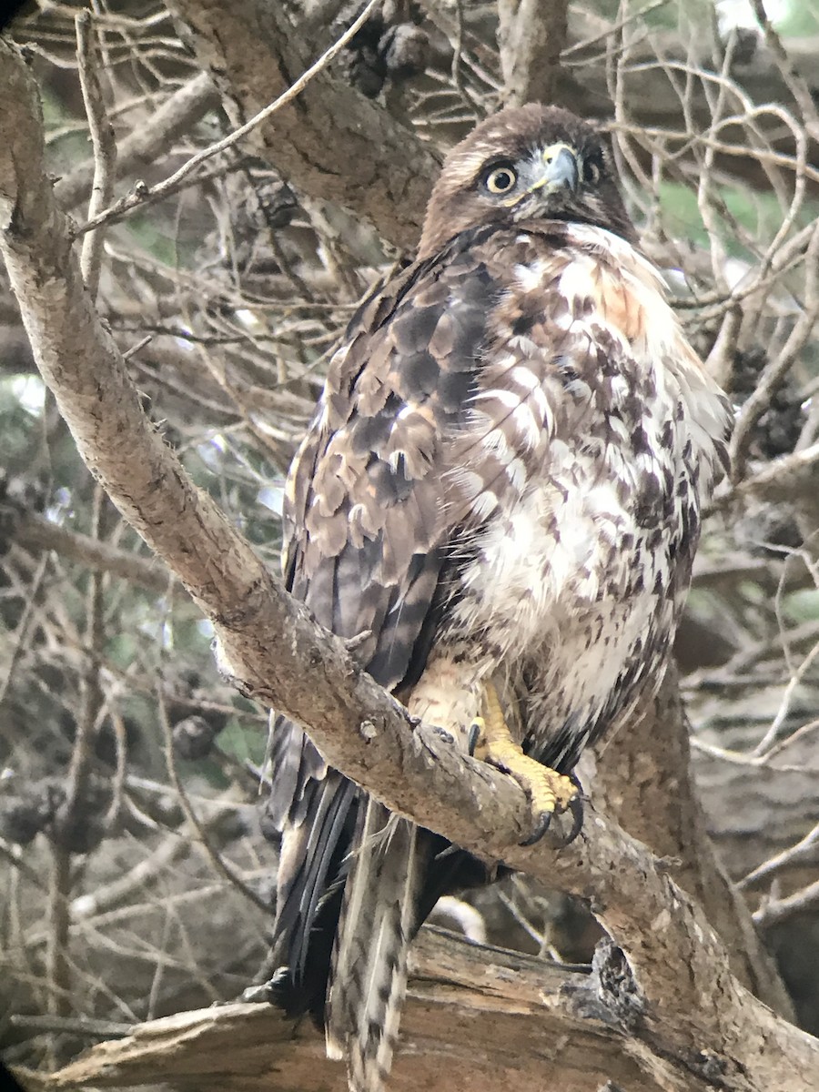 Red-tailed Hawk - ML245314451