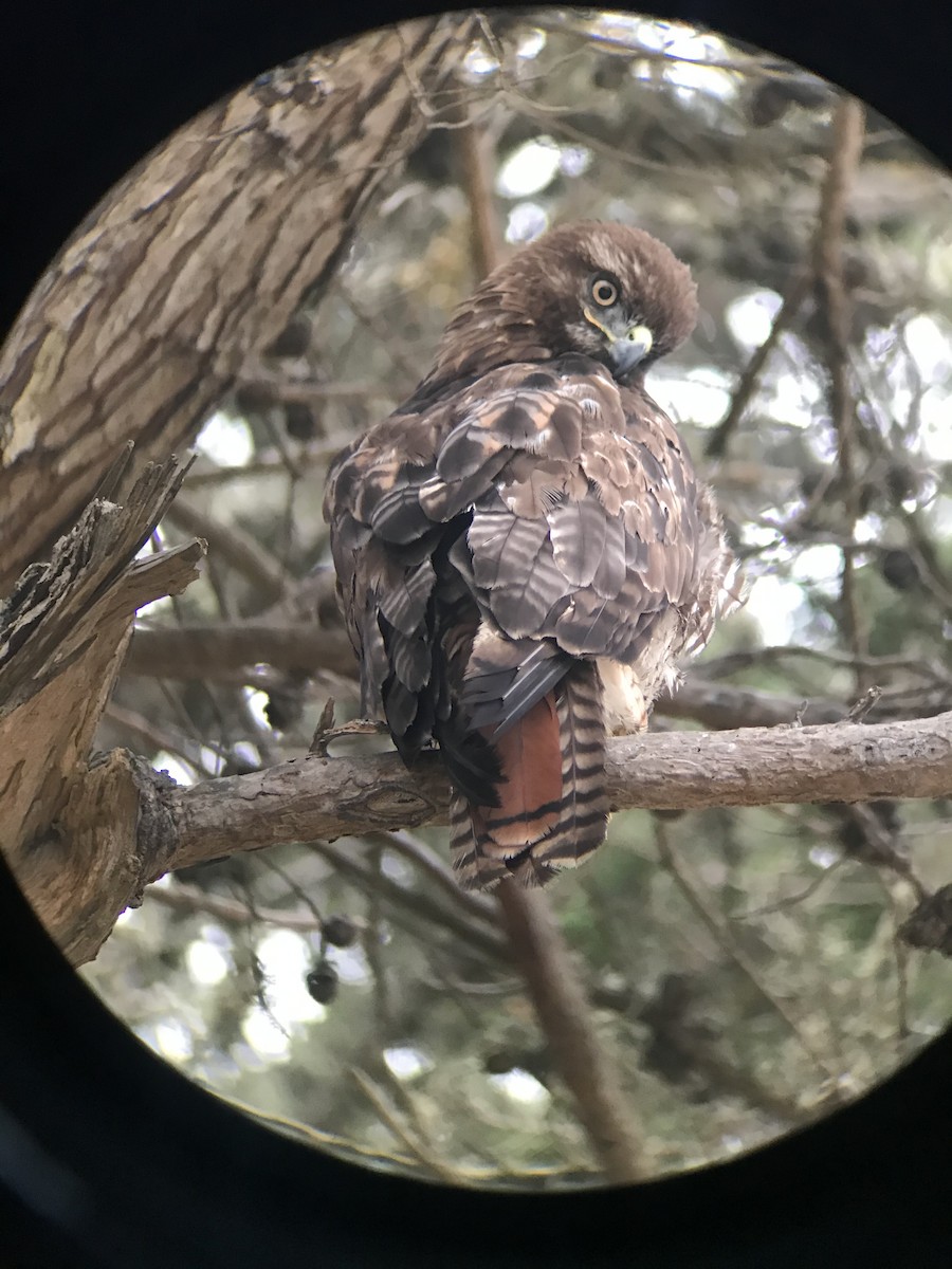 Red-tailed Hawk - ML245314471