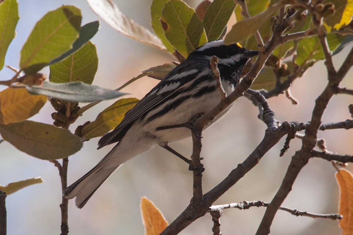 Black-throated Gray Warbler - ML245315091