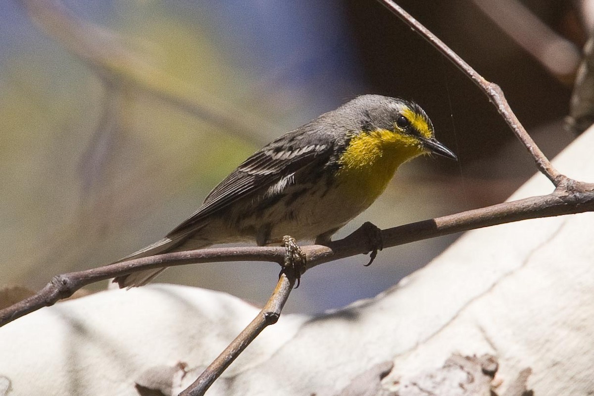Grace's Warbler - ML245315161