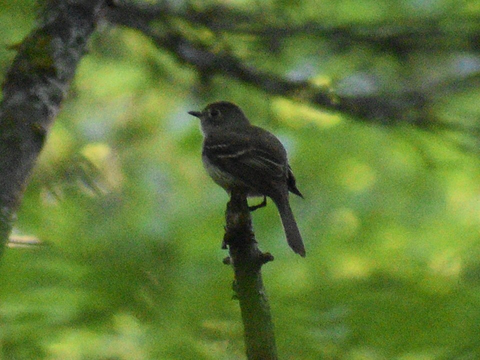 Least Flycatcher - ML245315541