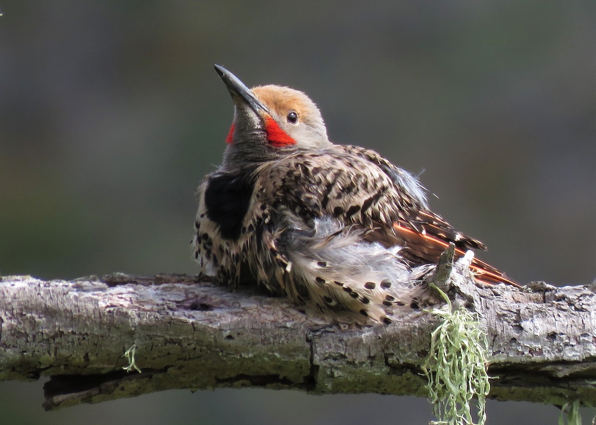 Northern Flicker (Red-shafted) - Jay Carroll